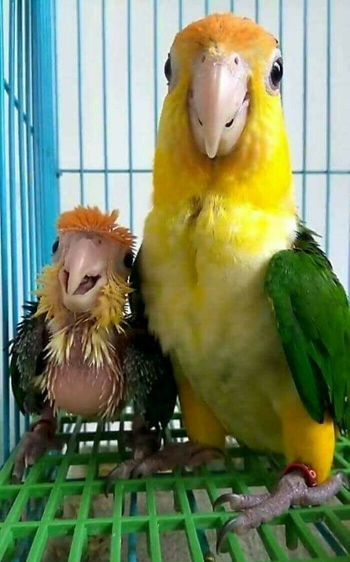 A mother parrot and the child.