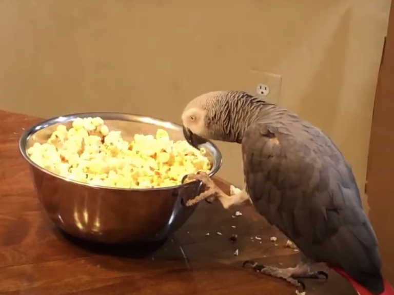 A curious parrot looking for treats